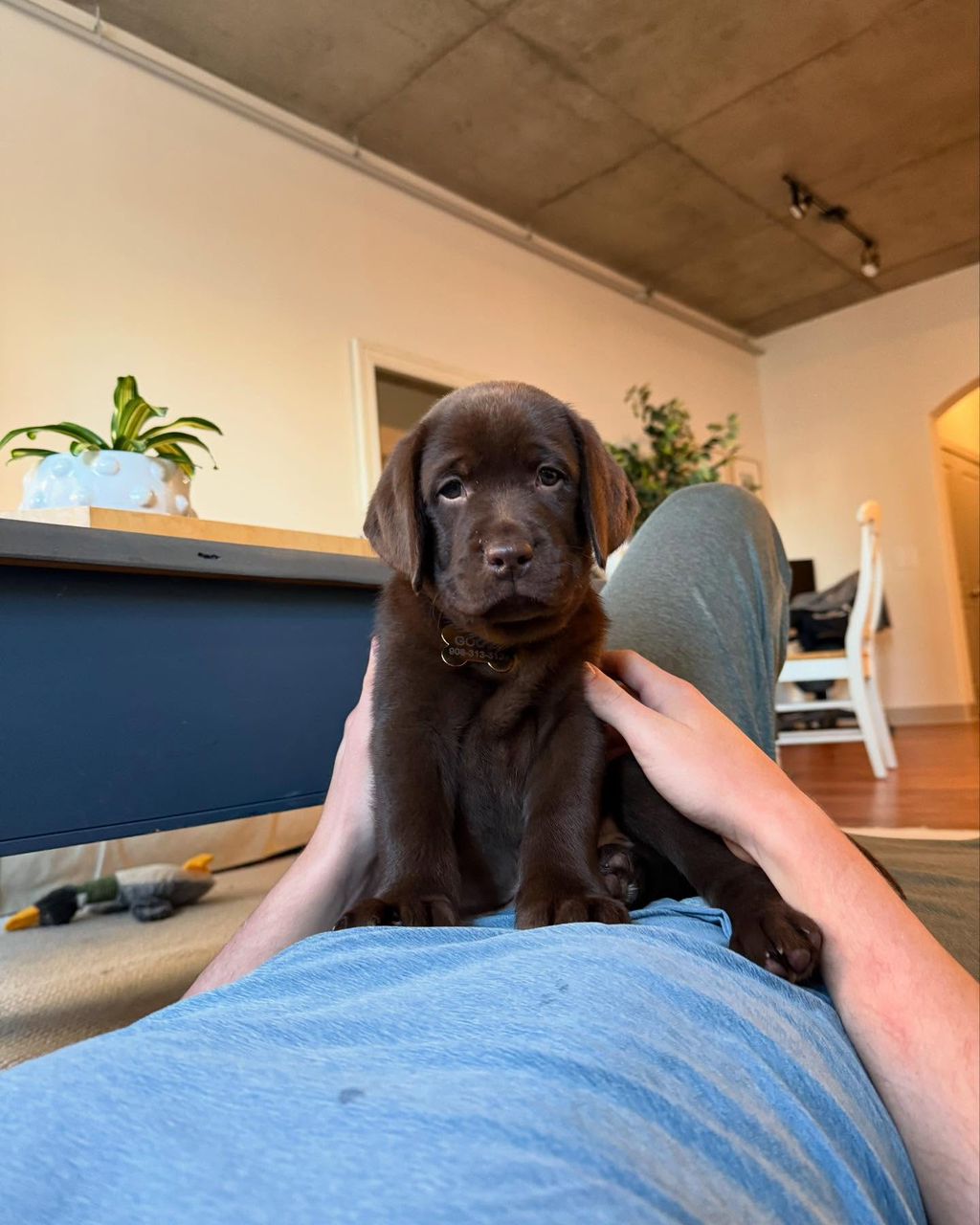 Labrador Puppy Goose