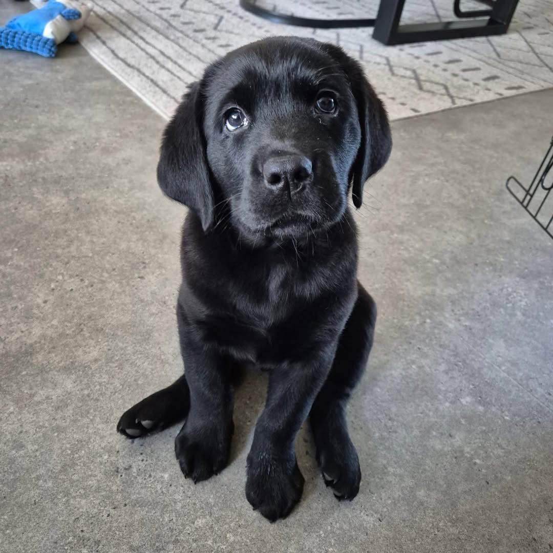 Labrador Puppy Baxter