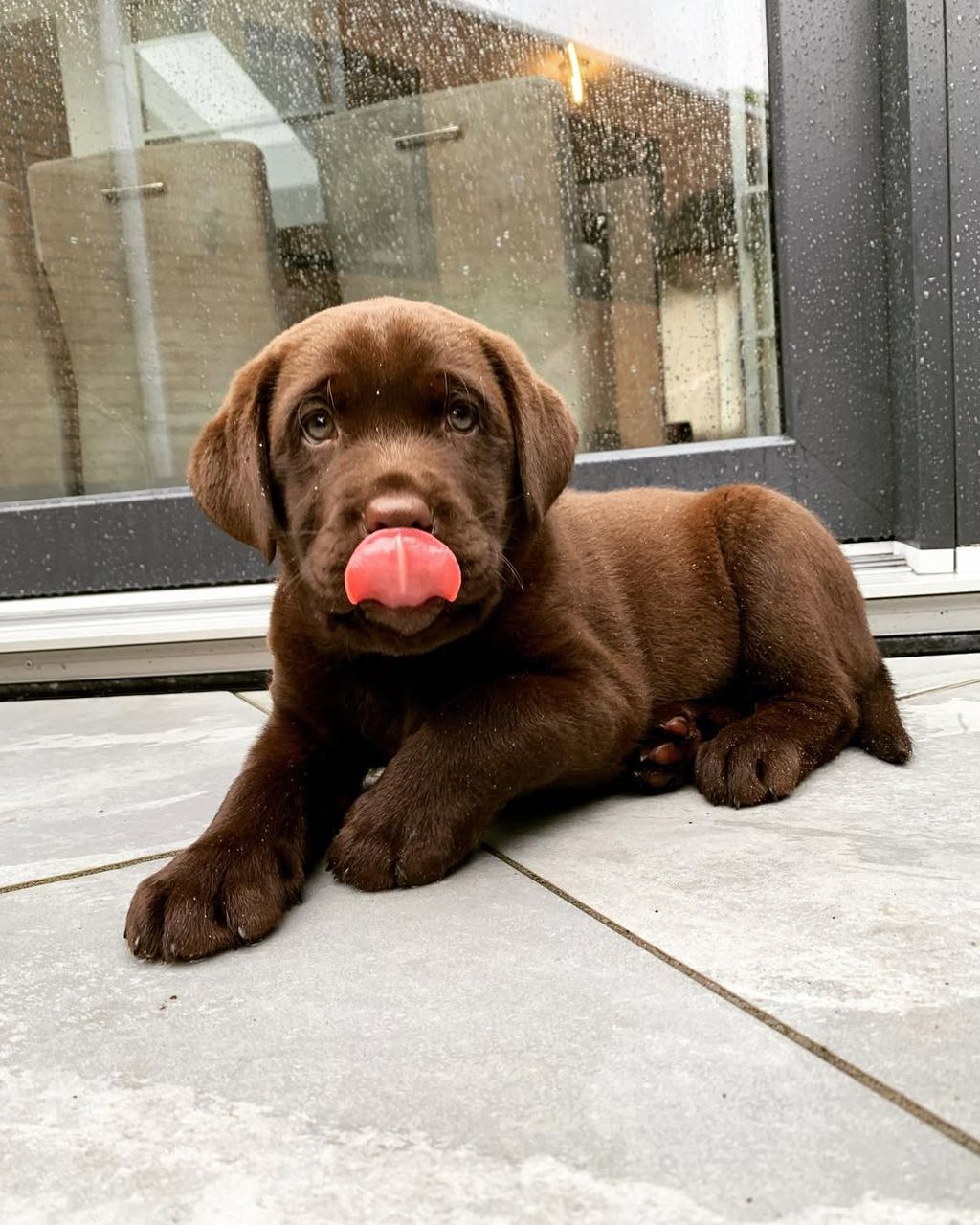 Labrador Puppy Diesel
