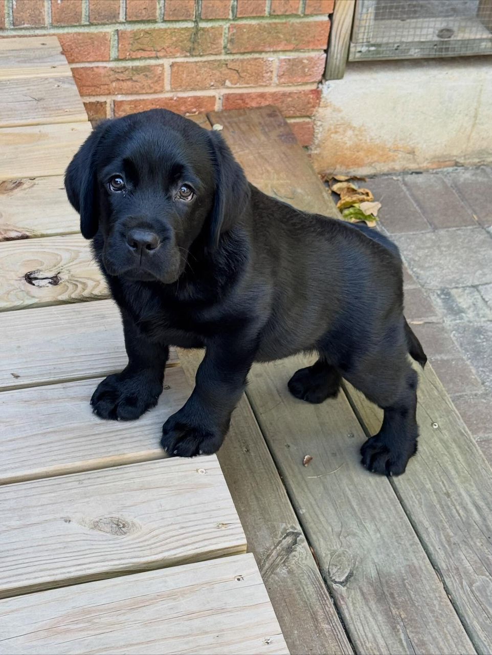 Labrador Puppy Winston