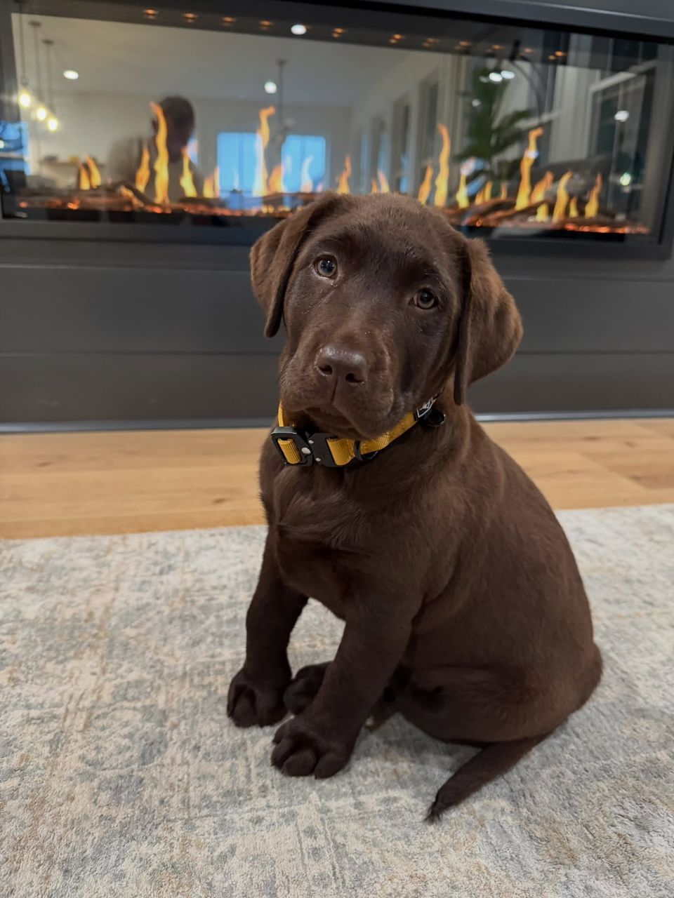 Labrador Puppy Mabel
