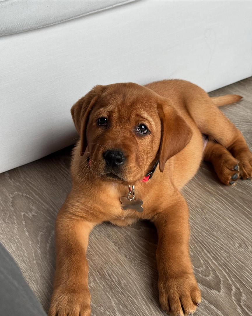 Labrador Puppy Beaux