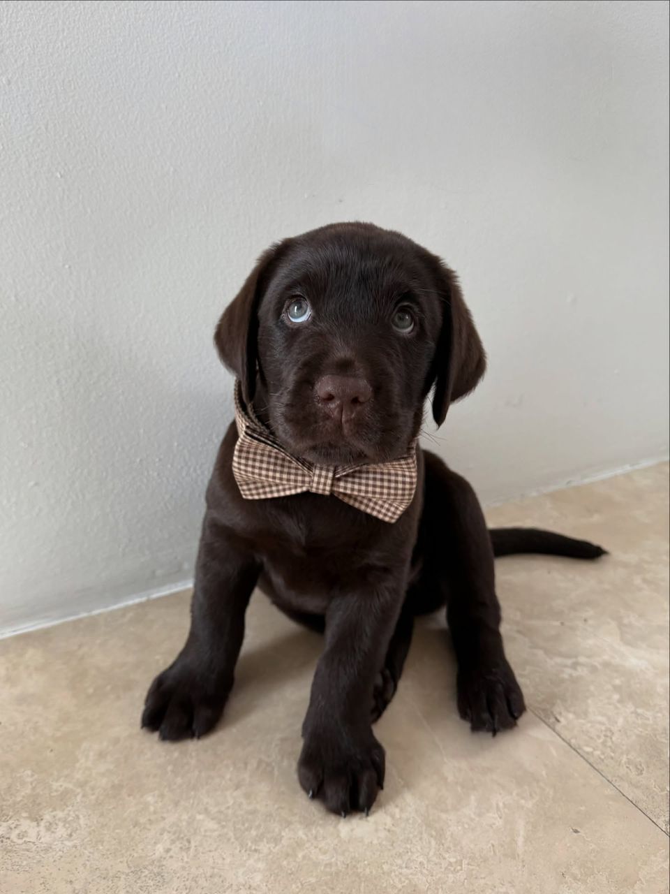 Labrador Puppy Chip