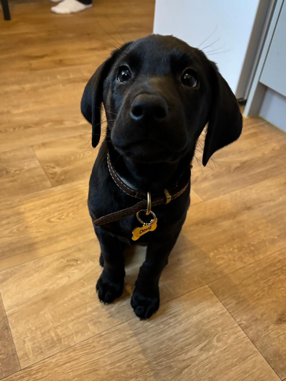 Labrador Puppy Doug