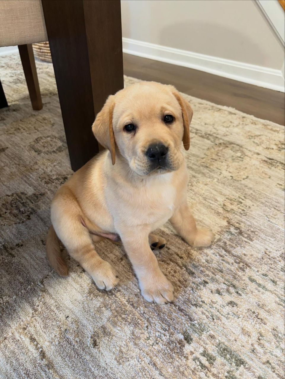 Labrador Puppy Hank